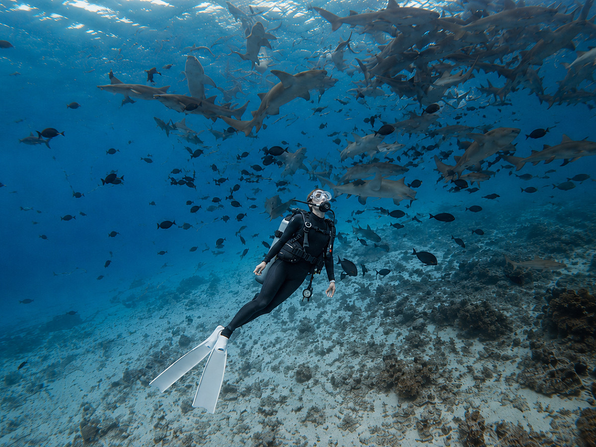 Diving Discovery